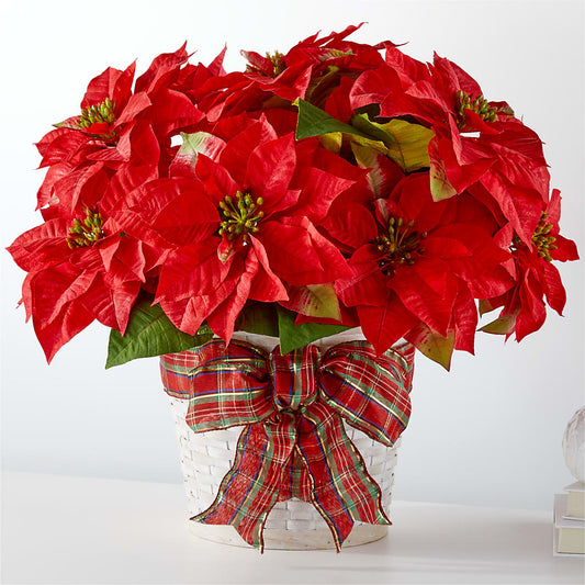 Poinsettia de las fiestas más felices